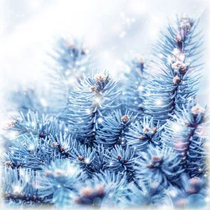 Frosted Cedar - Fragrance Oil
