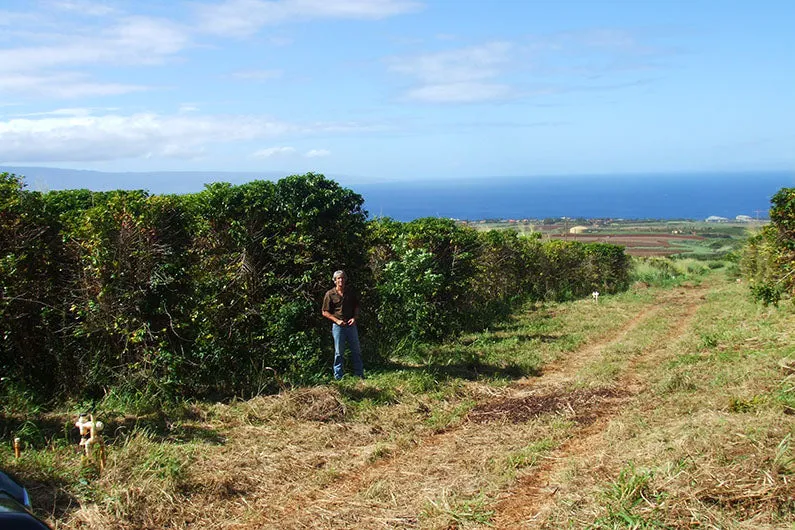 GREEN Hawaii, Maui Mokka