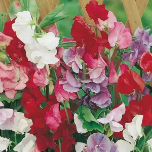 Mr Fothergill's Jet Set Mix Sweet Pea Seeds