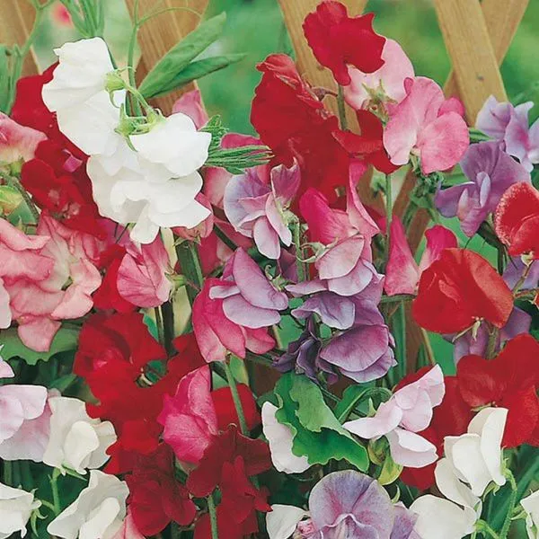 Mr Fothergill's Jet Set Mix Sweet Pea Seeds