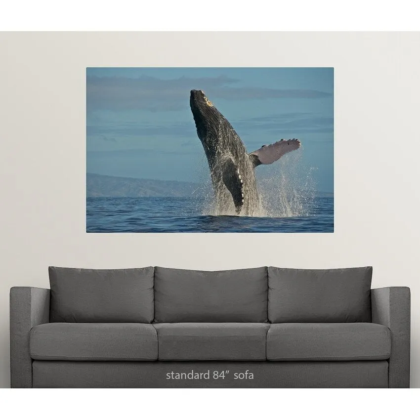 "Humpback Whale Breach" Poster Print - Multi