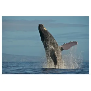 "Humpback Whale Breach" Poster Print - Multi