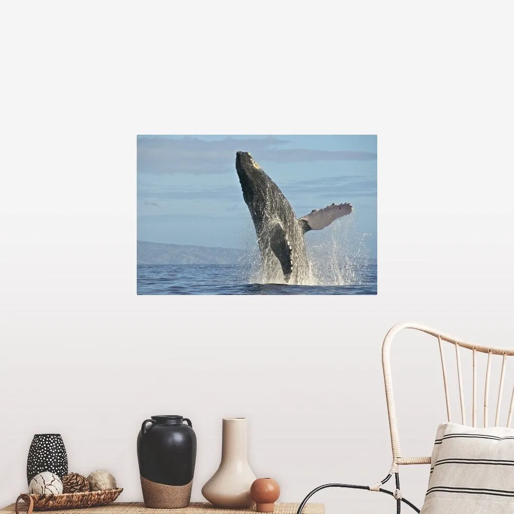 "Humpback Whale Breach" Poster Print - Multi