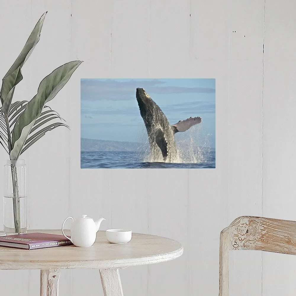 "Humpback Whale Breach" Poster Print - Multi