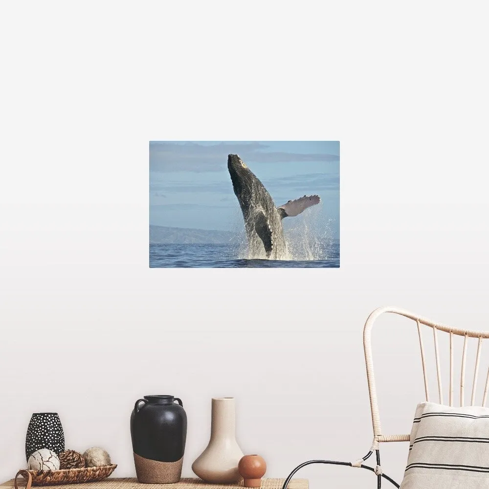 "Humpback Whale Breach" Poster Print - Multi