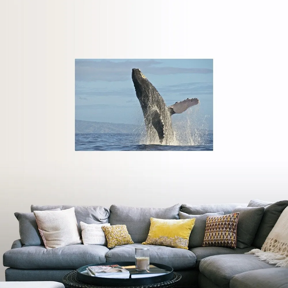 "Humpback Whale Breach" Poster Print - Multi
