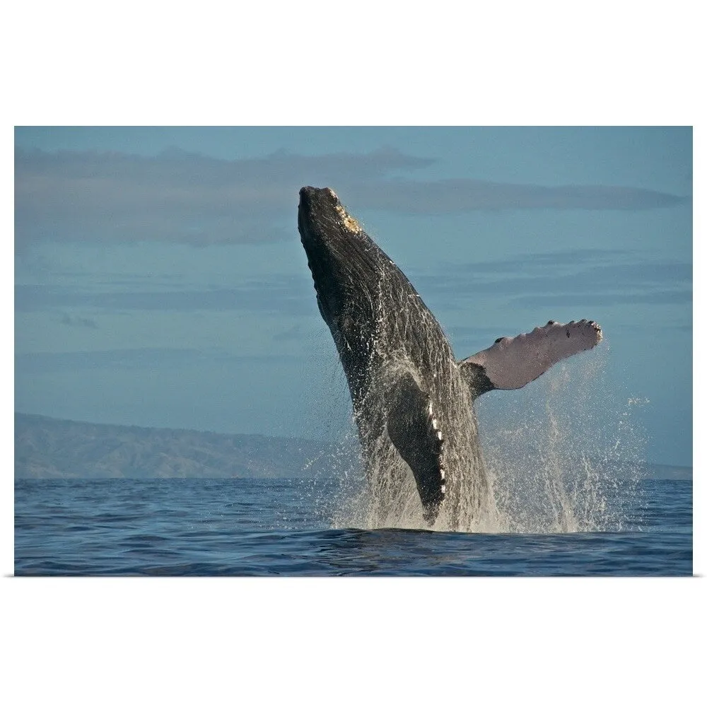 "Humpback Whale Breach" Poster Print - Multi
