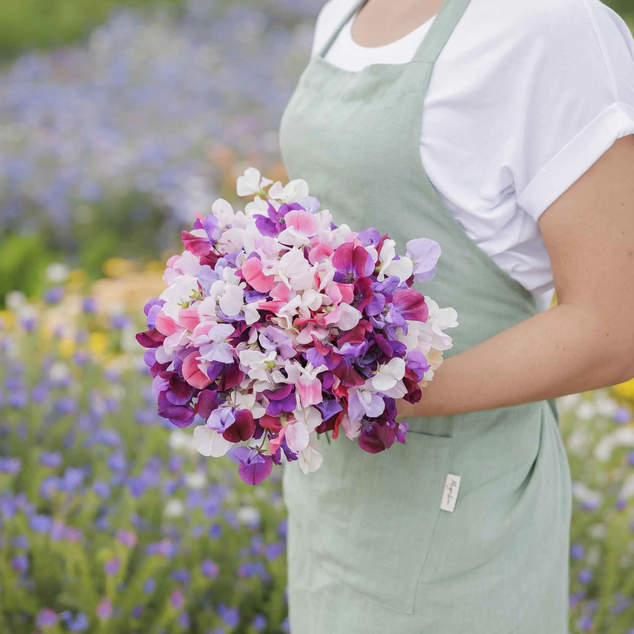 Sweet Pea Seeds - Spencer Mix