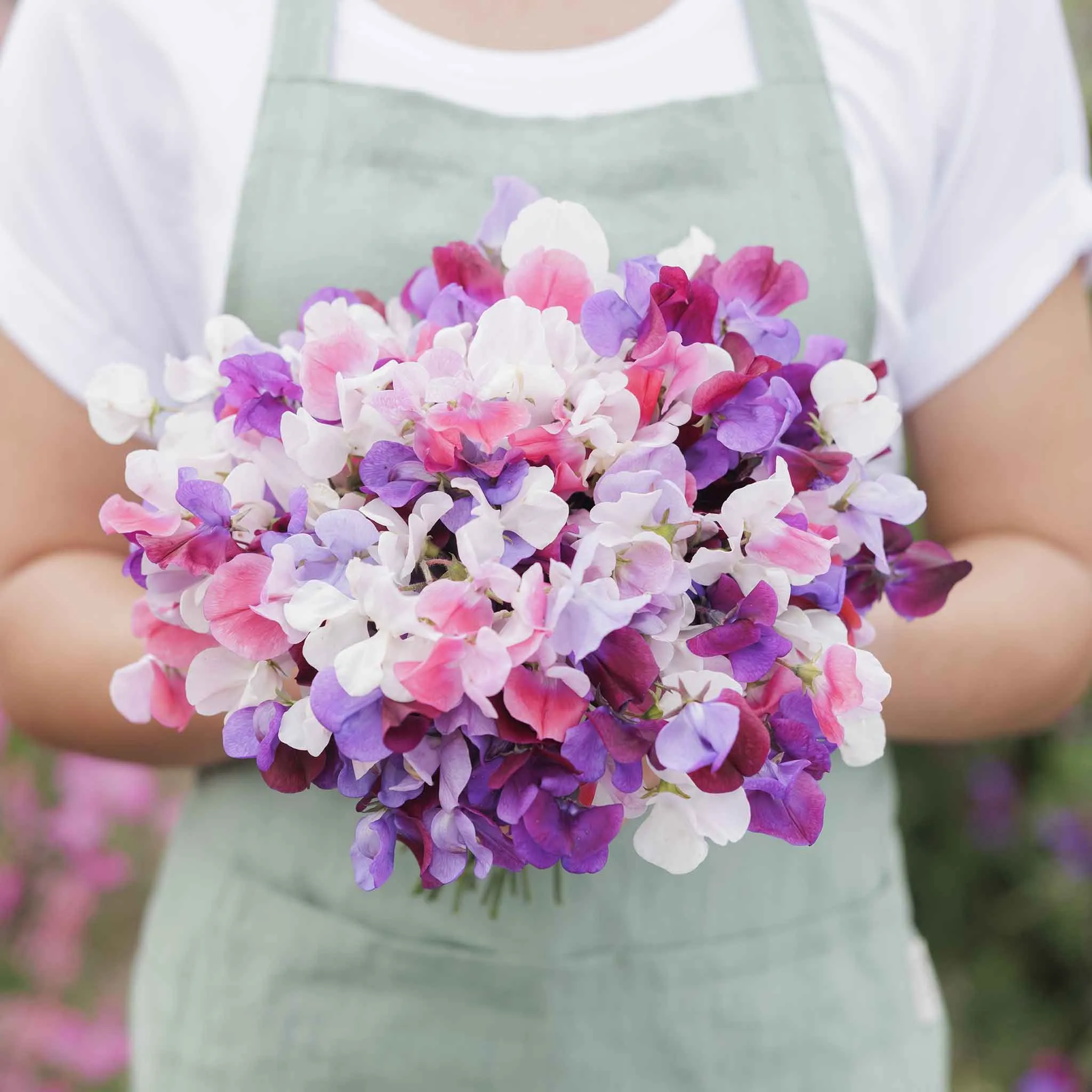 Sweet Pea Seeds - Spencer Mix
