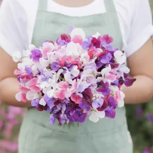 Sweet Pea Seeds - Spencer Mix