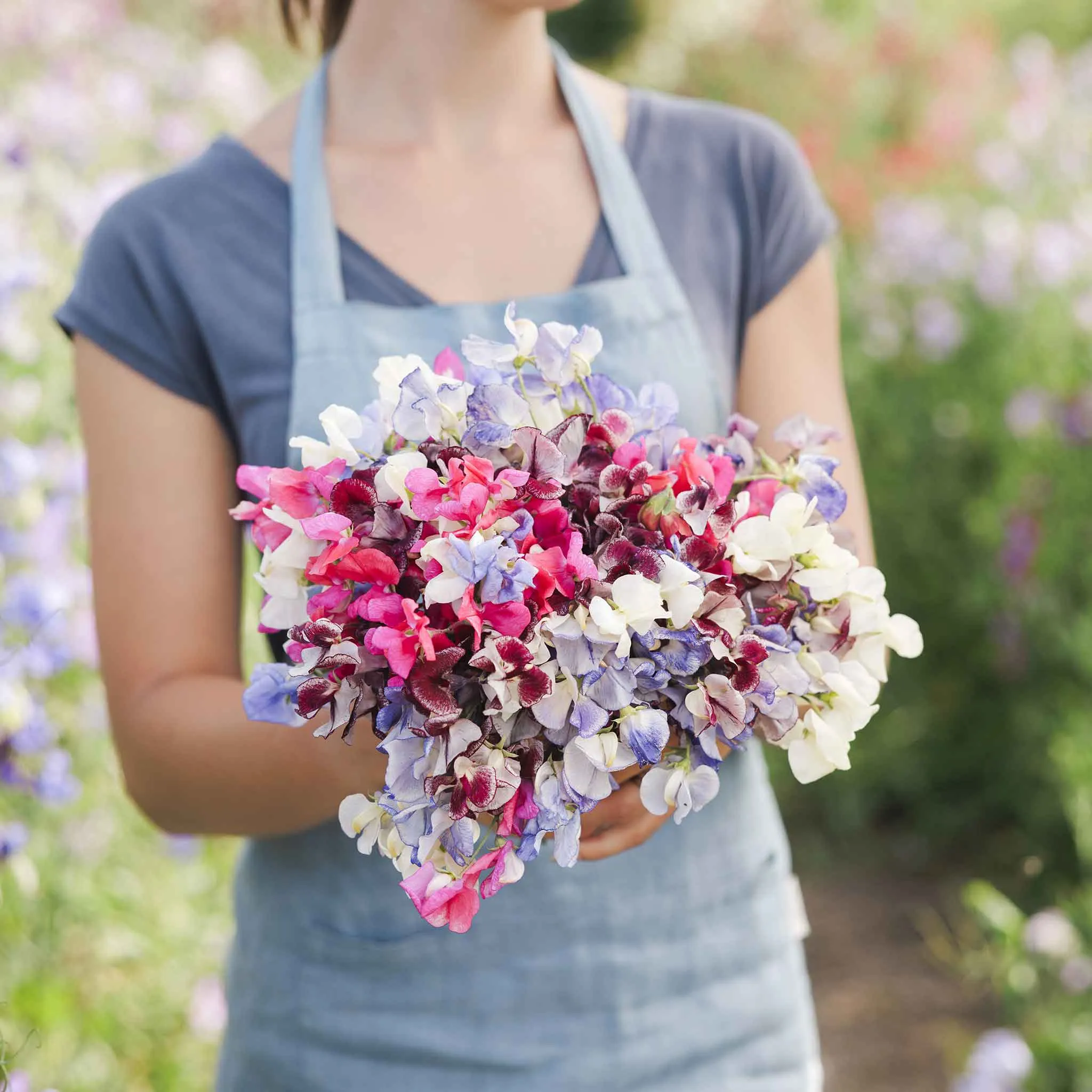 Sweet Pea Seeds - Streamer Mix