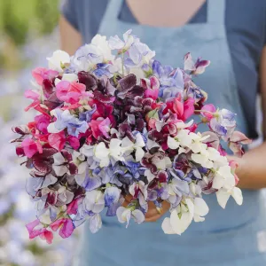 Sweet Pea Seeds - Streamer Mix