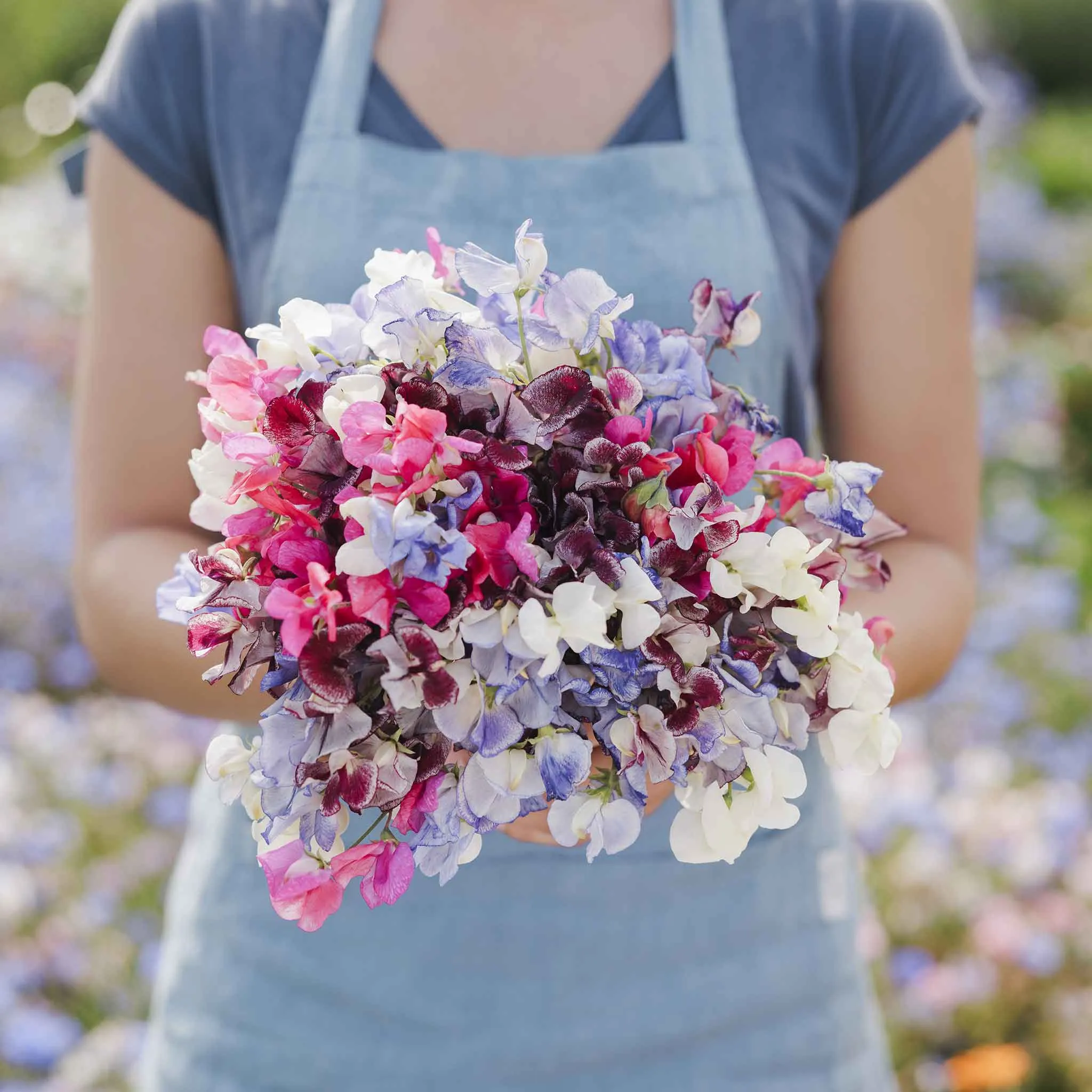 Sweet Pea Seeds - Streamer Mix